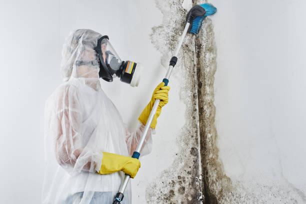 Mold Removal Process in Hillsboro Beach, FL