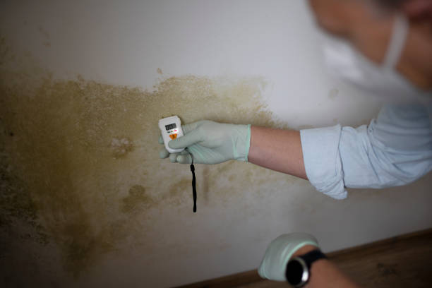Best Home Mold Removal  in Hillsboro Beach, FL