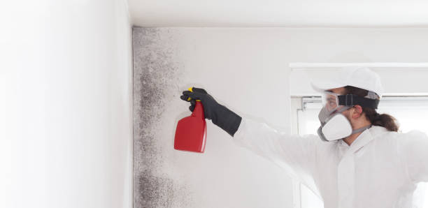 Office Mold Removal Services in Hillsboro Beach, FL
