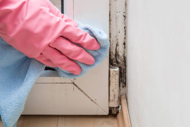 Best Attic Mold Removal  in Hillsboro Beach, FL