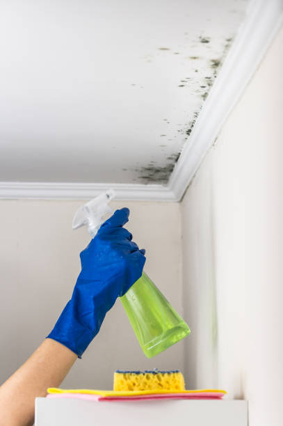 Best Mold Removal Process  in Hillsboro Beach, FL