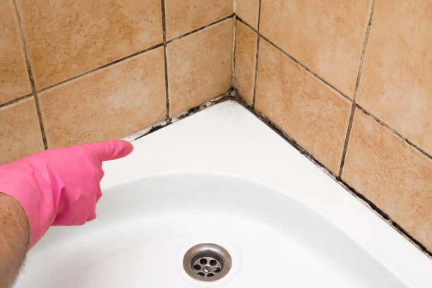 Best Crawl Space Mold Removal  in Hillsboro Beach, FL